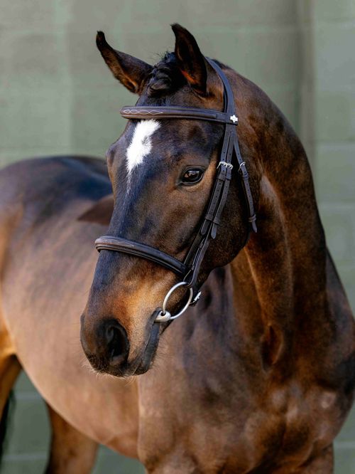 LeMieux Arika Classique Cavesson Bridle - Brown