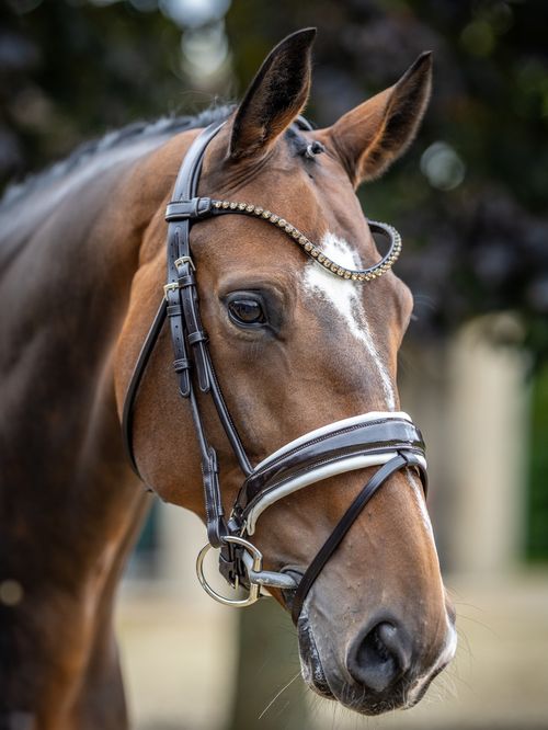 LeMieux Kudos Patent Rolled Dressage Bridle - Brown/White